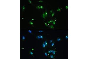 Immunofluorescence analysis of U-2 OS cells using CCDC59 antibody (ABIN7266440) at dilution of 1:100. (CCDC59 抗体  (AA 1-241))