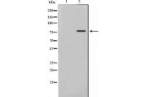 Western blot analysis of Tau phosphorylation expression in COLO205 whole cell lysates,The lane on the left is treated with the antigen-specific peptide. (MAPT 抗体  (pSer235))