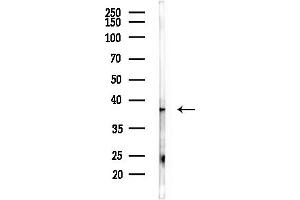 Western blot analysis of lysates from Mouse lung, using OR9Q2 Antibody at 1/1000 dilution.