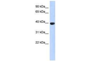 Image no. 1 for anti-Aurora Kinase C (AURKC) (AA 215-264) antibody (ABIN6743752) (Aurora Kinase C 抗体  (AA 215-264))
