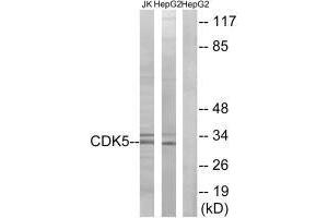 Western blot analysis of extracts from Jurkat cells and HepG2 cells, using CDK5 (Ab-15) antibody. (CDK5 抗体  (Tyr15))