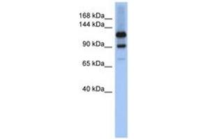 Image no. 1 for anti-Homeodomain Interacting Protein Kinase 1 (HIPK1) (AA 1043-1092) antibody (ABIN6743903)