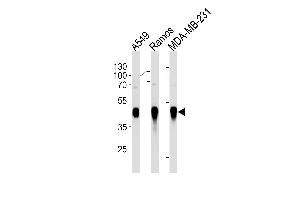HLA-G Antibody (ABIN1882254 and ABIN2843469) western blot analysis in A549,Ramos,MDA-MB-231 cell line lysates (35 μg/lane). (HLAG 抗体)