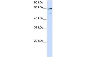 WB Suggested Anti-SFRS11 Antibody Titration: 0. (SRSF11 抗体  (C-Term))