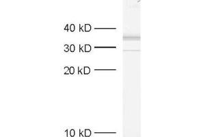 dilution: 1 : 1000, sample: crude synaptosomal fraction of rat brain (P2) (Syntaxin 7 抗体  (Cytoplasmic Domain))