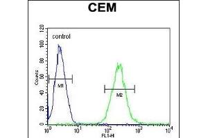 ZN Antibody (Center) (ABIN654509 and ABIN2844236) flow cytometric analysis of CEM cells (right histogram) compared to a negative control cell (left histogram). (ZNF667 抗体  (AA 303-331))