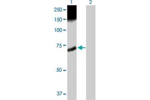 Western Blot analysis of CAMKK2 expression in transfected 293T cell line by CAMKK2 MaxPab polyclonal antibody. (CAMKK2 抗体  (AA 1-541))