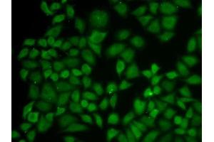 Immunofluorescence (IF) image for anti-Karyopherin alpha 1 (Importin alpha 5) (KPNA1) (AA 1-300) antibody (ABIN3022472)
