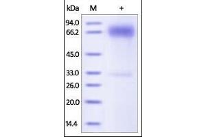SDS-PAGE (SDS) image for CD274 (PD-L1) (AA 19-238) (Active) protein (Fc Tag) (ABIN2181638)