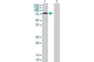 Western Blot analysis of SNX1 expression in transfected 293T cell line by SNX1 MaxPab polyclonal antibody. (Sorting Nexin 1 抗体  (AA 1-522))