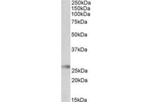 AP31719PU-N HLA-DQA2 antibody staining of Human Bone Marrow lysate at 0. (HLA-DQA2 抗体  (Internal Region))