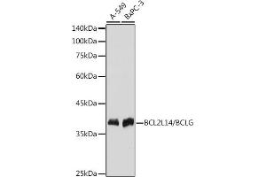 Western blot analysis of extracts of various cell lines, using BCL2L14/BCL2L14/BCLG antibody (ABIN7265865) at 1:1000 dilution. (BCL2L14 抗体)