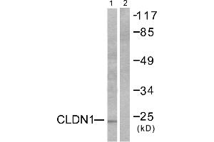 Western blot analysis of extracts from HeLa cells, using Claudin 1 antibody (#C0142). (Claudin 1 抗体)