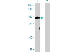 Western Blot analysis of NR3C1 expression in transfected 293T cell line by NR3C1 MaxPab polyclonal antibody. (Glucocorticoid Receptor 抗体  (AA 1-777))