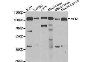 Western blot analysis of extracts of various cell lines, using MFI2 antibody (ABIN5974004) at 1/1000 dilution. (MFI2 抗体)