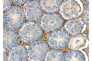 ABIN6257199 and ABIN6275956 at 1/100 staining Mouse testis tissue by IHC-P. (G Protein-Coupled Receptor 132 抗体  (C-Term))