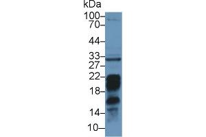 Western Blot; Sample: Mouse Liver lysate; Primary Ab: 1µg/ml Rabbit Anti-Mouse PDCD1LG2 Antibody Second Ab: 0. (PDCD1LG2 抗体  (AA 36-219))
