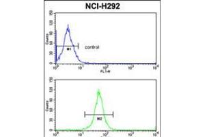 Flow cytometric analysis of NCI-H292 cells (bottom histogram) compared to a negative control cell (top histogram). (XPOT 抗体  (C-Term))