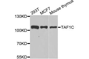 Western blot analysis of extracts of various cell lines, using TAF1C antibody (ABIN5974089) at 1/1000 dilution. (TAF1C 抗体)