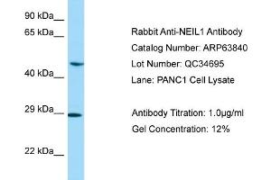 Western Blotting (WB) image for anti-Endonuclease VIII-Like 1 (NEIL1) (C-Term) antibody (ABIN2789640) (NEIL1 抗体  (C-Term))