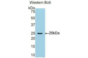 Western Blotting (WB) image for anti-alpha 1 Microglobulin/bikunin precursor (AMBP) (AA 22-203) antibody (ABIN1077774) (AMBP 抗体  (AA 22-203))