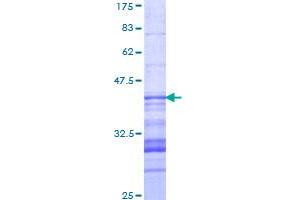PCDH11X Protein (AA 1228-1336) (GST tag)