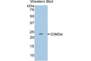 Western Blotting (WB) image for anti-Vascular Endothelial Growth Factor B (VEGFB) (AA 22-207) antibody (ABIN3209182) (VEGFB 抗体  (AA 22-207))
