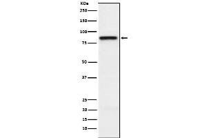 Western blot analysis of SLAMF1 expression in Jurkat cell lysate.