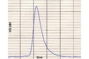 product purity: gel permeation chromatography (Superose 12/HR) (IgE 蛋白)