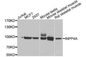 Western blot analysis of extracts of various cell lines, using INPP4A antibody. (INPP4A 抗体  (AA 1-250))