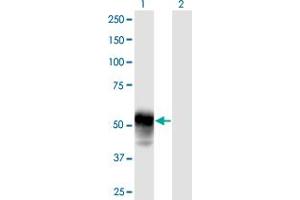 Western Blot analysis of ESAM expression in transfected 293T cell line by ESAM MaxPab polyclonal antibody. (ESAM 抗体  (AA 1-390))