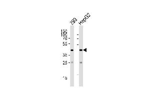 Western blot analysis of lysates from 293, HepG2 cell line (from left to right), using SIRT3 Antibody (C-term) (ABIN390178 and ABIN2840669). (SIRT3 抗体  (C-Term))