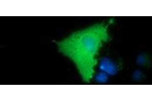 Anti-MICAL1 mouse monoclonal antibody (ABIN2453294) immunofluorescent staining of COS7 cells transiently transfected by pCMV6-ENTRY MICAL1 (RC208308). (MICAL1 抗体)