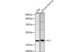 Western blot analysis of extracts of various cell lines, using IL3 antibody (ABIN6133013, ABIN6142378, ABIN6142379 and ABIN6221321) at 1:1000 dilution. (IL-3 抗体  (AA 20-152))