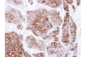 IHC-P Image Immunohistochemical analysis of paraffin-embedded SG xenograft , using CNGA2, antibody at 1:500 dilution. (CNGA2 抗体  (C-Term))