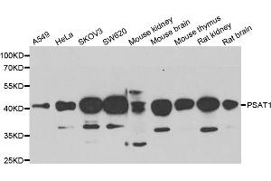 Western blot analysis of extracts of various cell lines, using PSAT1 antibody (ABIN5974050) at 1/1000 dilution. (PSAT1 抗体)
