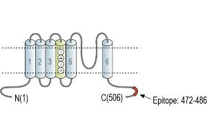 Representative domain view of the target of ABIN7885309.