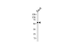 Western blot analysis of lysate from Daudi cell line, using CHRNA9 Antibody (N-term) (ABIN1944733 and ABIN2838559). (CHRNA9 抗体  (N-Term))