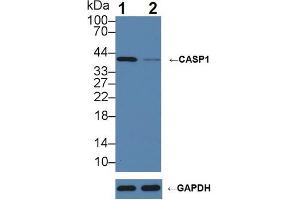 Knockout Varification: ;Lane 1: Wild-type Raji cell lysate; ;Lane 2: CASP1 knockout Raji cell lysate; ;Predicted MW: 10,30,35,43,45kDa ;Observed MW: 42kDa;Primary Ab: 5µg/ml Rabbit Anti-Porcine CASP1 Antibody;Second Ab: 0.