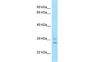 Host: Rabbit Target Name: Cnot8 Antibody Dilution: 1. (CNOT8 抗体  (C-Term))