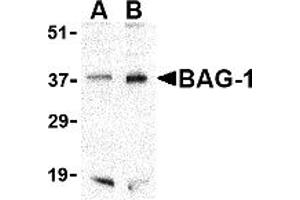 Western Blotting (WB) image for anti-BCL2-Associated Athanogene (BAG1) (C-Term) antibody (ABIN1030281) (BAG1 抗体  (C-Term))