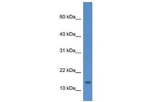 Western Blot showing HIST1H2AE antibody used at a concentration of 1 ug/ml against RPMI-8226 Cell Lysate (HIST1H2AE 抗体  (Middle Region))