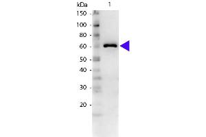 Western blot of Rabbit Anti-Bovine Serum Albumin secondary antibody. (BSA 抗体)