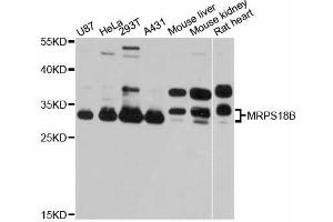 Western blot analysis of extracts of various cell lines, using MRPS18B antibody (ABIN5998258) at 1:3000 dilution. (MRPS18B 抗体)