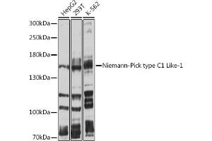 Western blot analysis of extracts of various cell lines, using Niemann-Pick type C1 Like-1 antibody (ABIN6132421, ABIN6144760, ABIN6144761 and ABIN6214162) at 1:1000 dilution. (NPC1L1 抗体  (AA 1030-1100))
