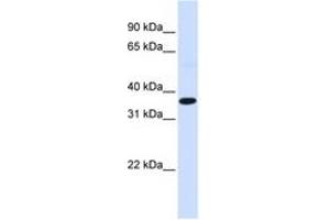Image no. 1 for anti-c-Fos (c-Fos) (N-Term) antibody (ABIN6744358) (c-FOS 抗体  (N-Term))