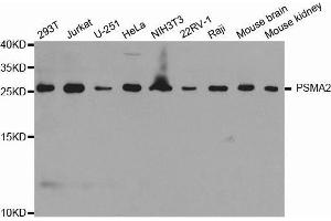 Western blot analysis of extracts of various cell lines, using PSMA2 antibody. (PSMA2 抗体  (AA 1-234))