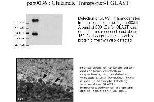 Image no. 1 for anti-Solute Carrier Family 1 (Glial High Affinity Glutamate Transporter), Member 3 (SLC1A3) (C-Term) antibody (ABIN346976) (SLC1A3 抗体  (C-Term))