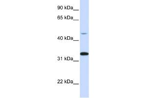 WB Suggested Anti-CDK3 Antibody Titration:  0. (CDK3 抗体  (C-Term))