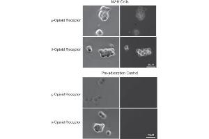 anti-Opioid Receptor, delta 1 (OPRD1) (AA 2-18), (Extracellular) antibody